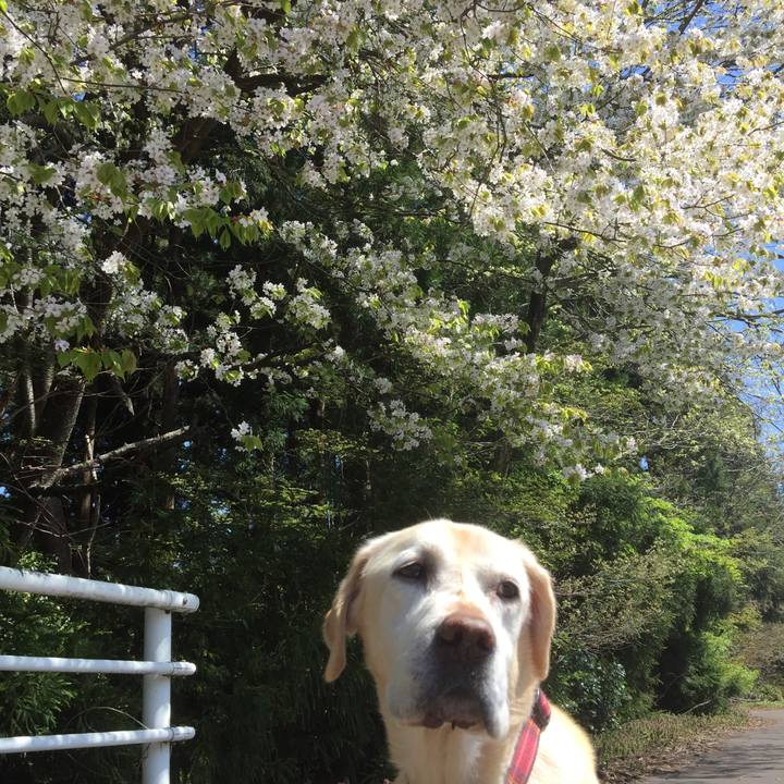 823eb795 e45e 4c00 bfb4 a39fae032183