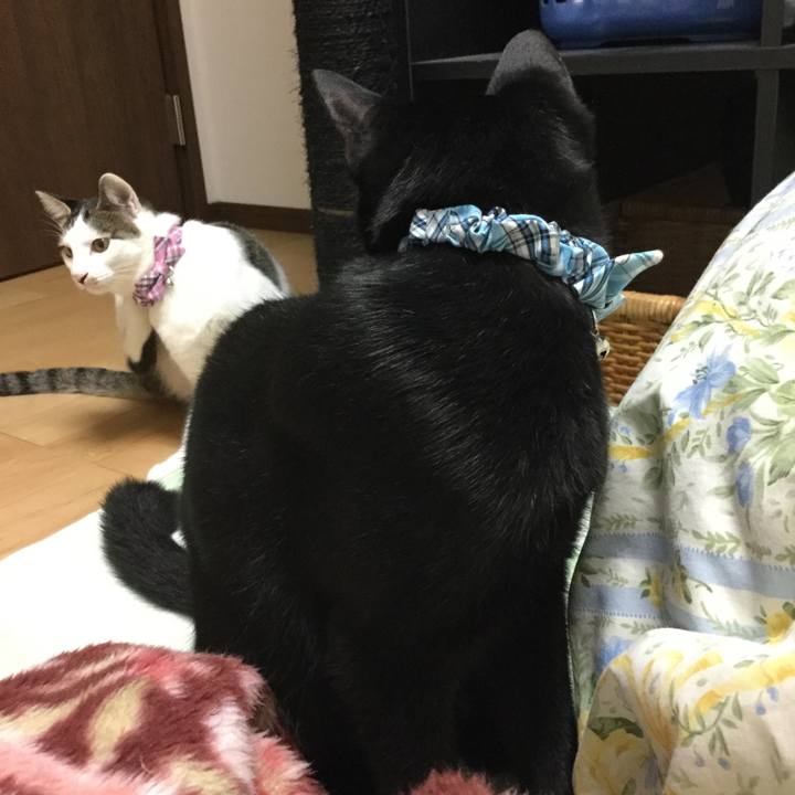 825eea1e 66fd 45cf a7bf bacb882b082e