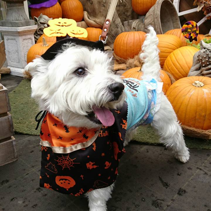 826a6f22 42f8 4daa a16a 8a4d9816fd41