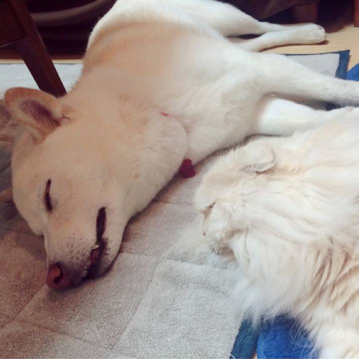 827ef99b c2a0 4aba be17 141fb3590927