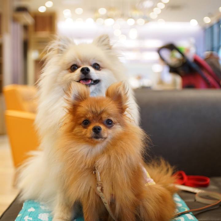 8284f62d d96d 420c 8904 80471de6f95f