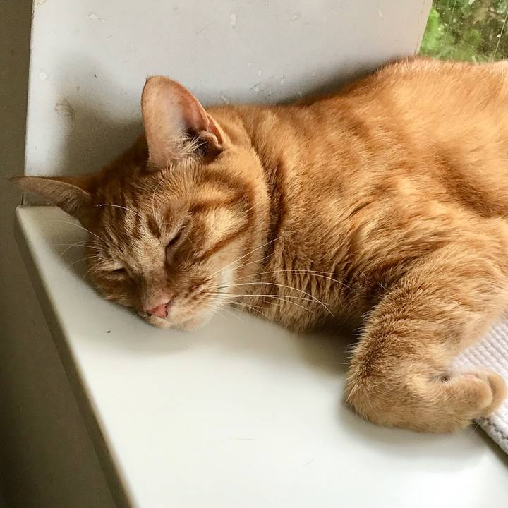 82a0054b f384 4665 954d a2aa7ecc50e4