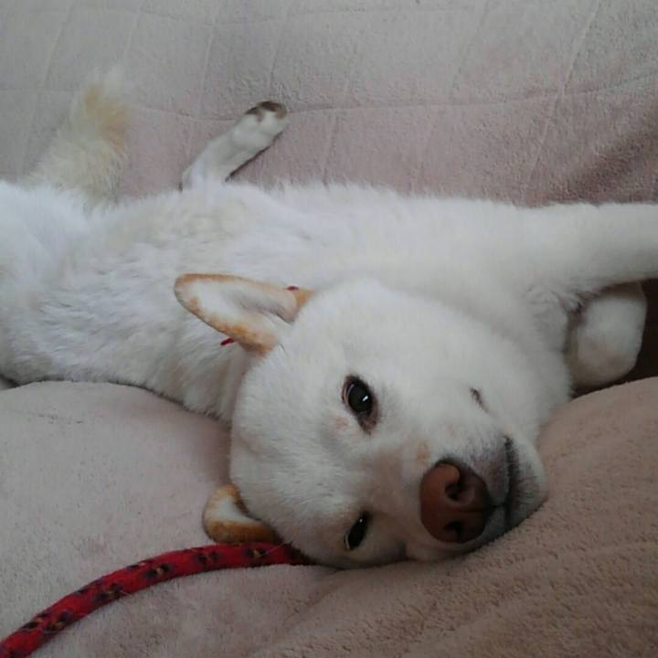 82a08b29 8acf 4098 94a9 f0677498c3cc