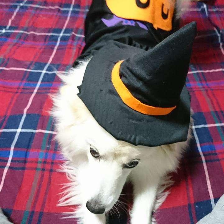 82a9de2d d706 46b5 833d fe6a421b1ca0