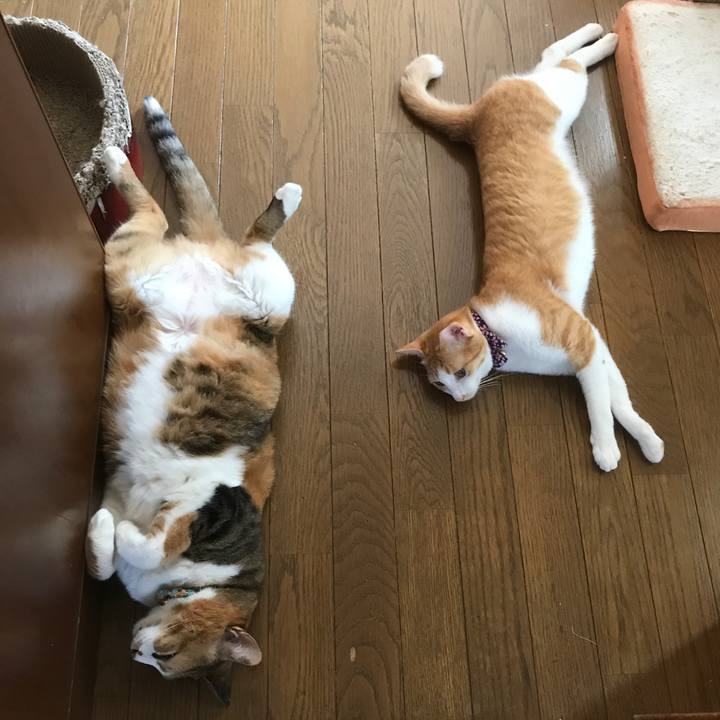 82b9de52 7dcc 4ac3 9f85 769e7789bea5