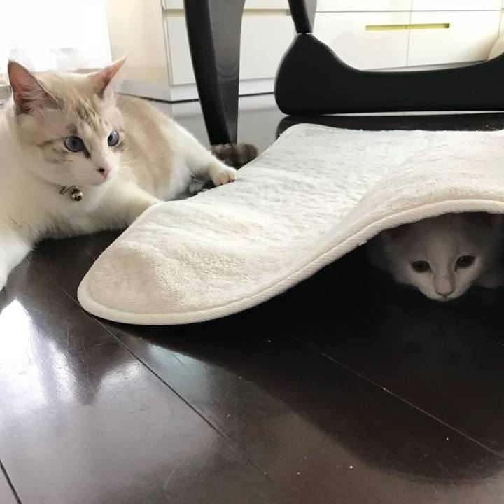 82c47802 602e 4e9b bc0c 249aa8557cfc