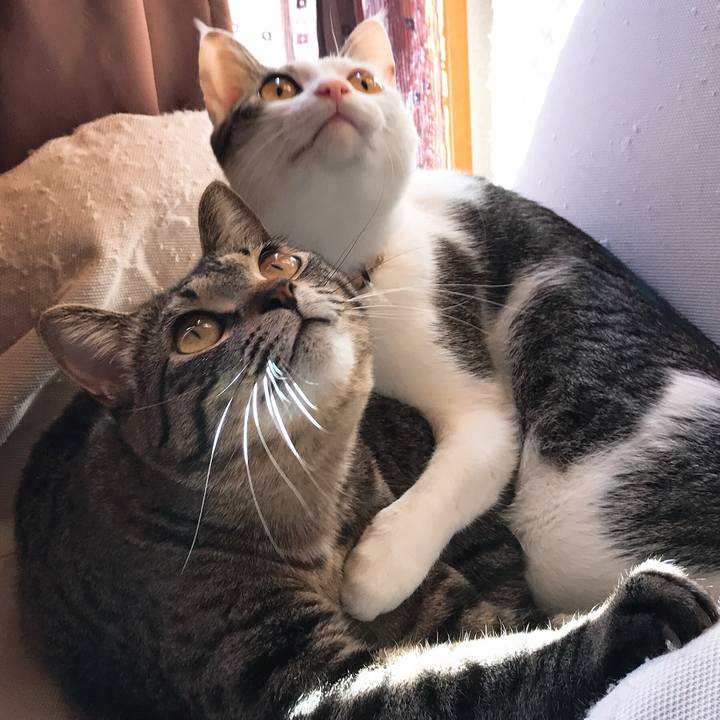 82cfe3b2 fb1b 41d3 86a2 4e194a722ec1