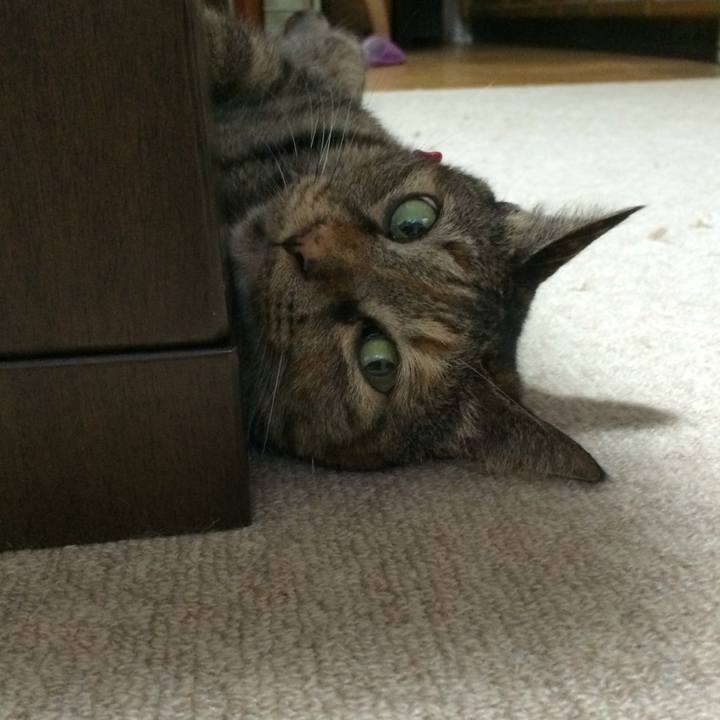 82d85c7c a5c9 4281 a932 4f131c3740f6