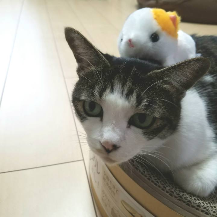 82e96737 1bcb 437b bdaf ec722d42f788