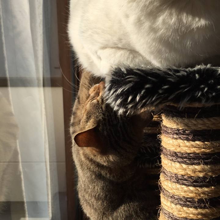 82ebc55e db56 447f 90cd 2369bc51d714