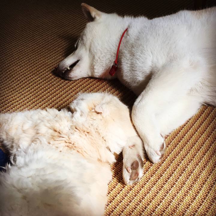 82f12a7c b9c4 4de0 a767 43272e171e3e