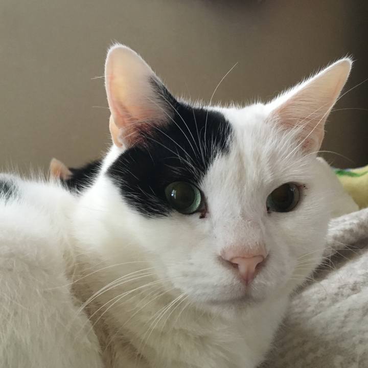 82f44dca f557 4dda a455 66862ea4732f