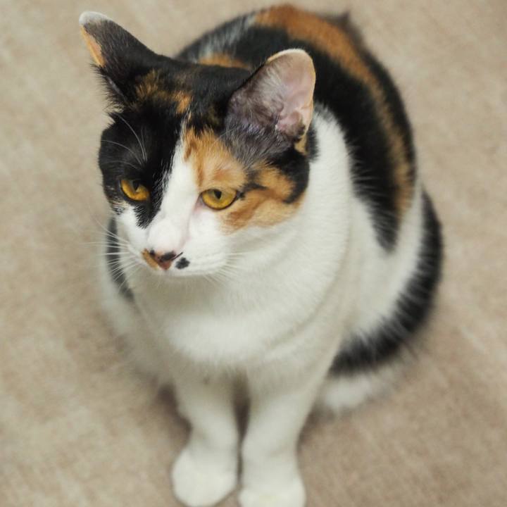 82fb4a6e 227c 4f81 97d9 61534362a802