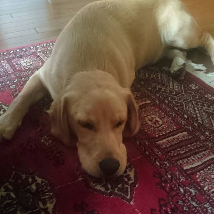 82fb6e30 4e7a 44ce b1c5 078dd8e41e3b