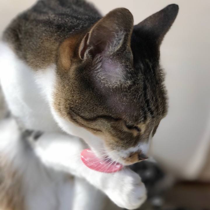 8304e803 0205 4e1a ba5c 6c23c6c98b72