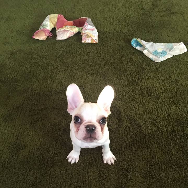 831421f8 9f80 4b4b 9f0a 7261c91d6b40