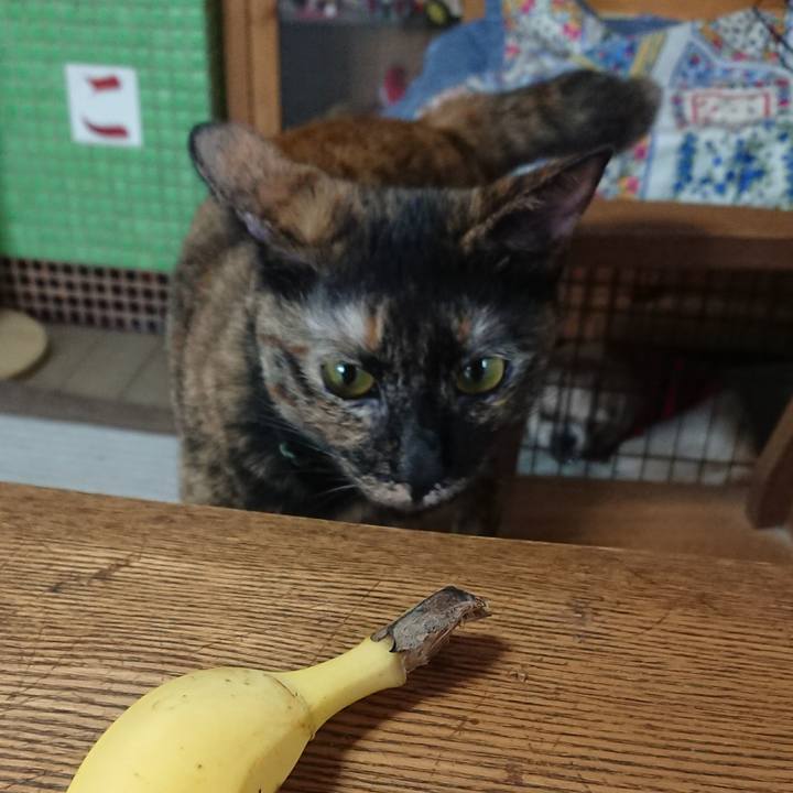 831cc0ba 4d14 49c2 81c4 e1071d61f133