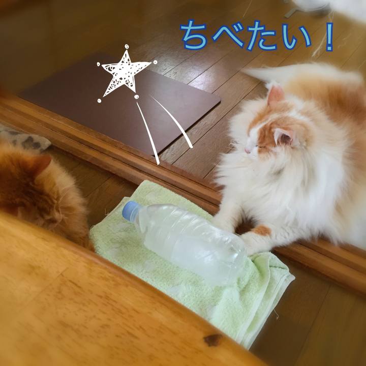 8325781a bd12 4183 bde9 08b6354dd621