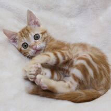 832a86a0 34cb 4c3e a167 c5bc3f868f62