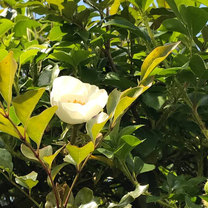 832f8519 41ff 4ce4 a4e2 07c66aec1d7e