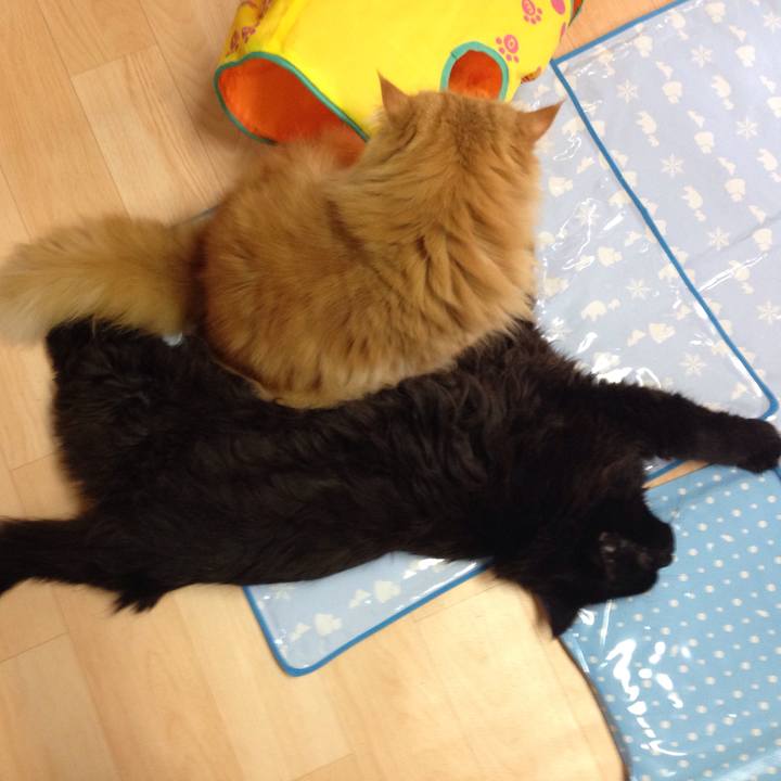 83308f4f e5bf 4d8d 954a 53755348cfc3