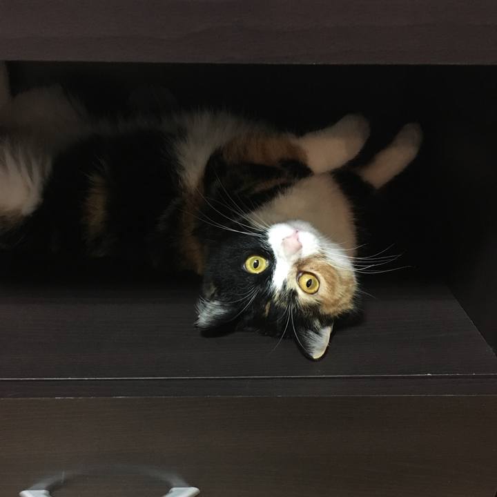 833ae6bb c883 483d 85e6 dfc872137ba6