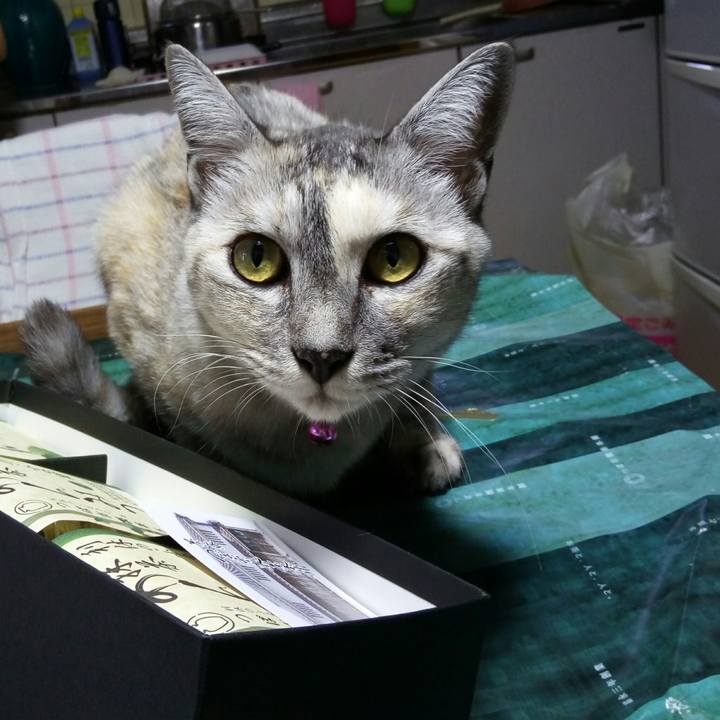 836fc04a a8d0 4a12 a07e a42cfd63aaf5