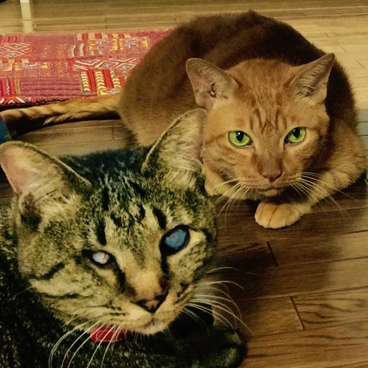 83903686 bfaa 4c62 a15c e8825826bb41