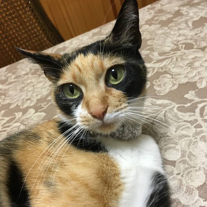 83a6932d fc47 4506 9eb3 c966c9f0b40f