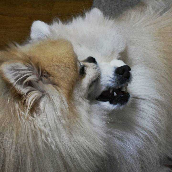 83a6d777 8215 49ff bc6e cf361a8cf655