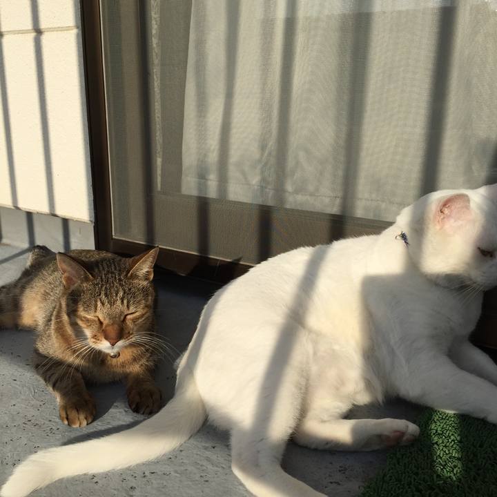 83a7c03b e332 48dd 8609 e0e55372dca4