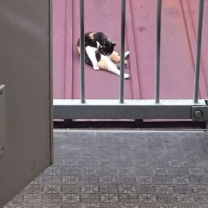 83b5ca5a a1bb 4821 8cb8 8c40b7b711c7