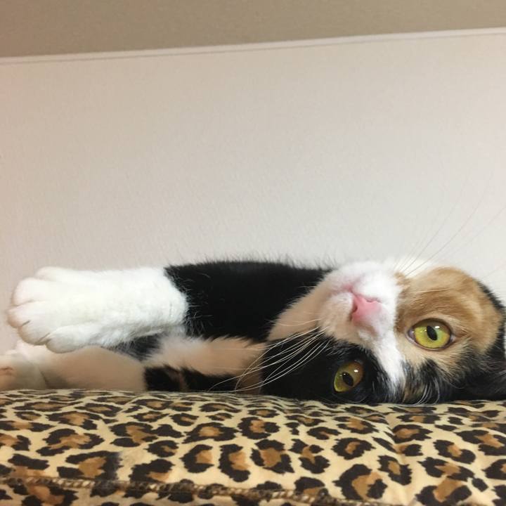 83dc6941 4eac 4f29 a3fa a5fb68b611ca