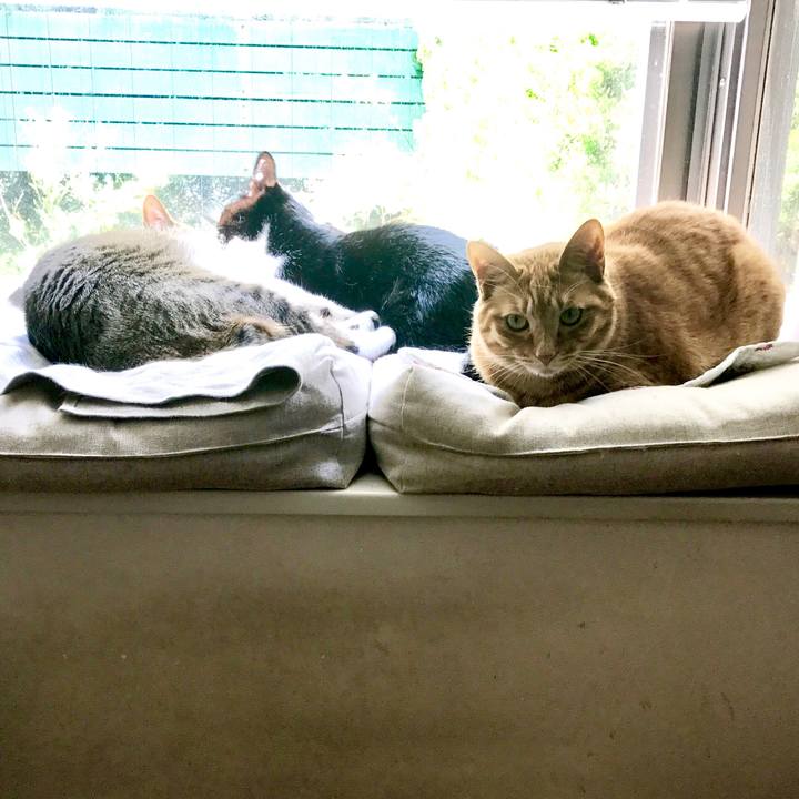 83e3b4c2 6453 40b0 acfc ca8c953e8789