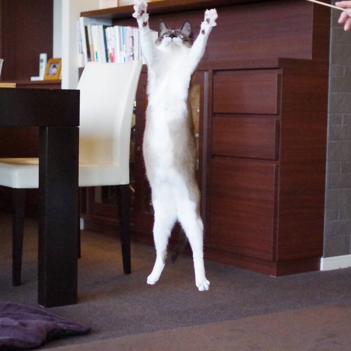 83e745ff e62b 4f56 bead 73aaf174f553