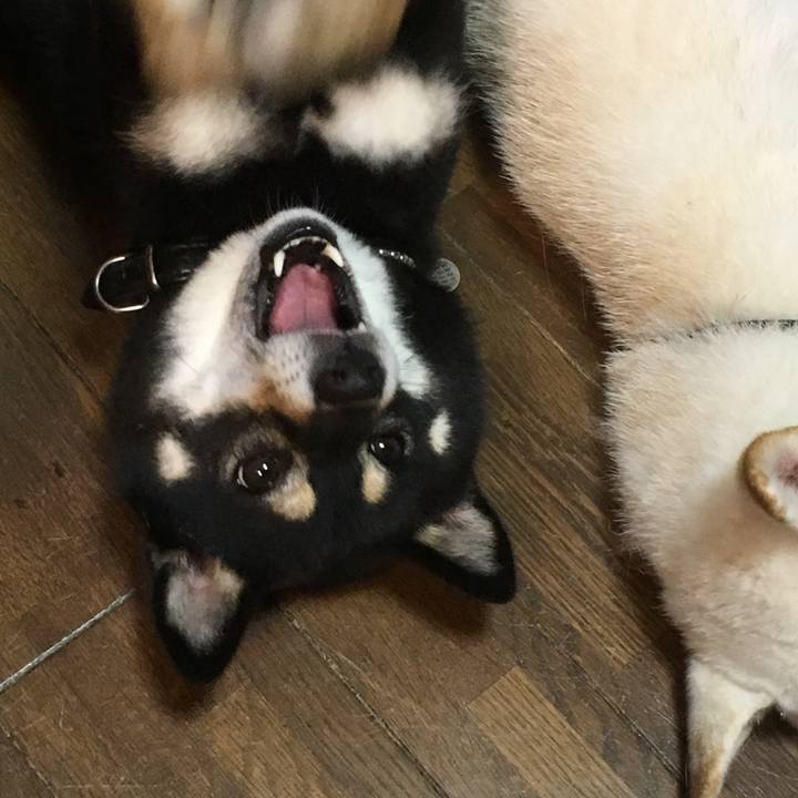 83f398fc 555d 4c13 9d1f 414101bf3172