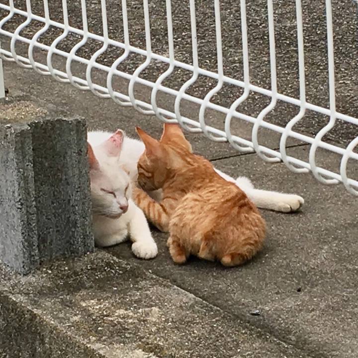 84422f0a c72f 45d3 80e6 0c23b0da735f