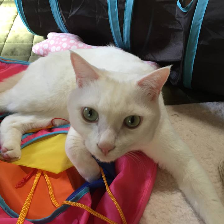 844c9b93 adb4 4a27 a4ce a0ba7d368de2