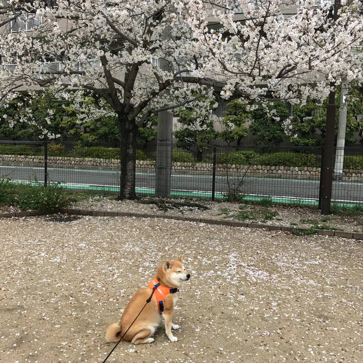 84675f29 2149 4288 a756 c2c475699add