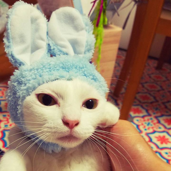 846f5173 33ec 40d1 b5cc e60fa69f888a