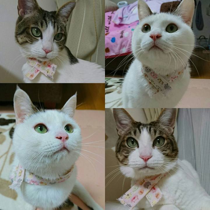 847376f6 7b24 46c8 88c3 448b5e071711