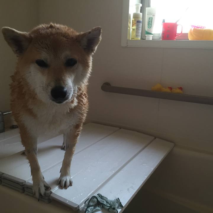 848c27d7 68ee 4dd6 a215 b5e44403cdd9