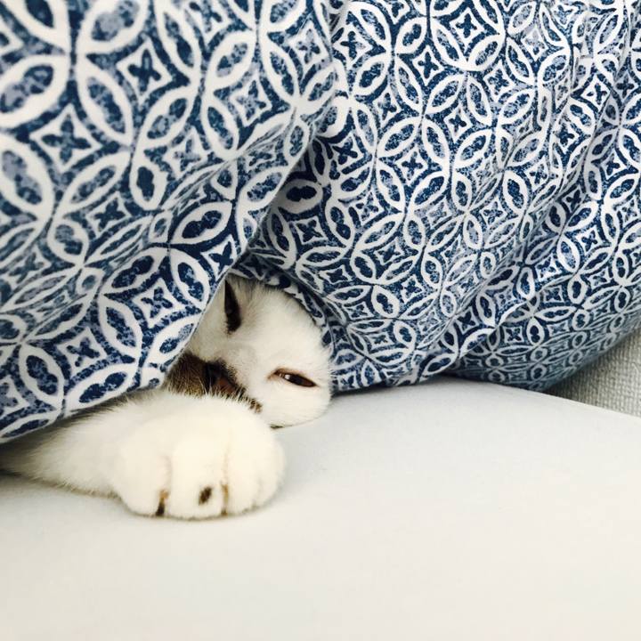 84903e88 fce2 4c61 80e6 e5f239287ce3