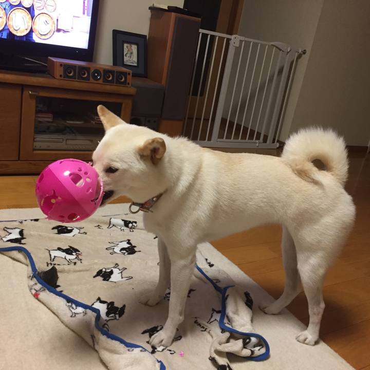 84ae9c93 75b9 4adb a725 cf148c085ba7