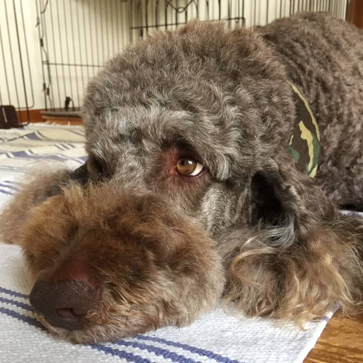 84b98b41 2ecf 44d4 9657 81f55c9c6bd6