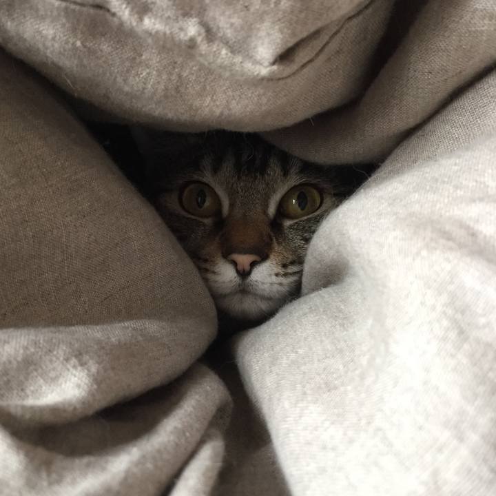 84c0db17 01fe 4f75 b8c8 f6dfb5315286