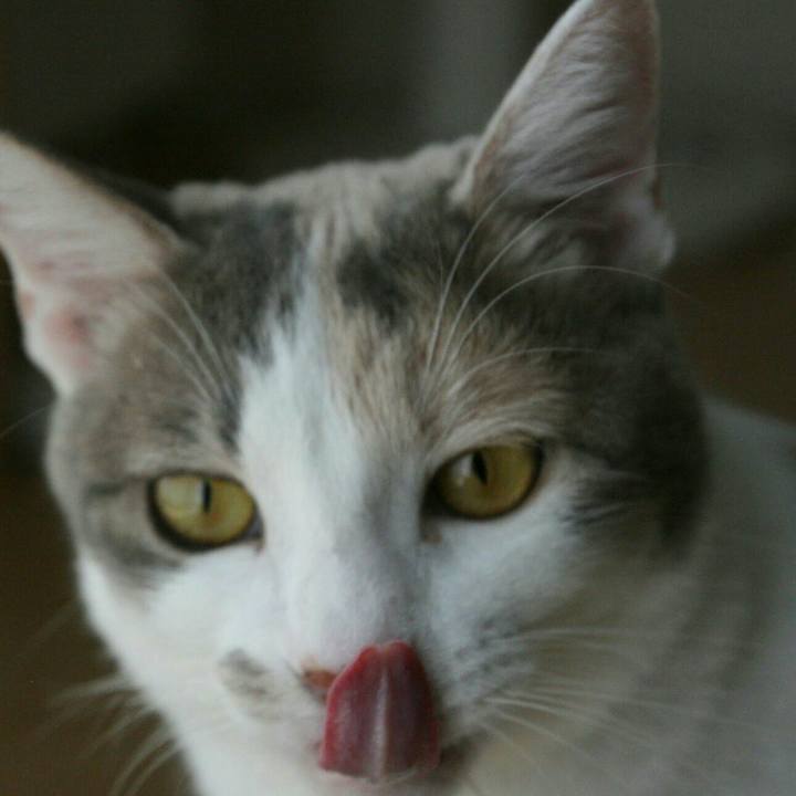 84c1fbed b85e 4b1e b748 68322fddbd1c