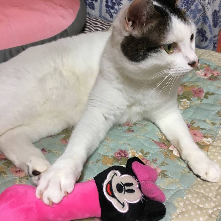 84c22c00 9ced 414c b49c 6bec725036d7