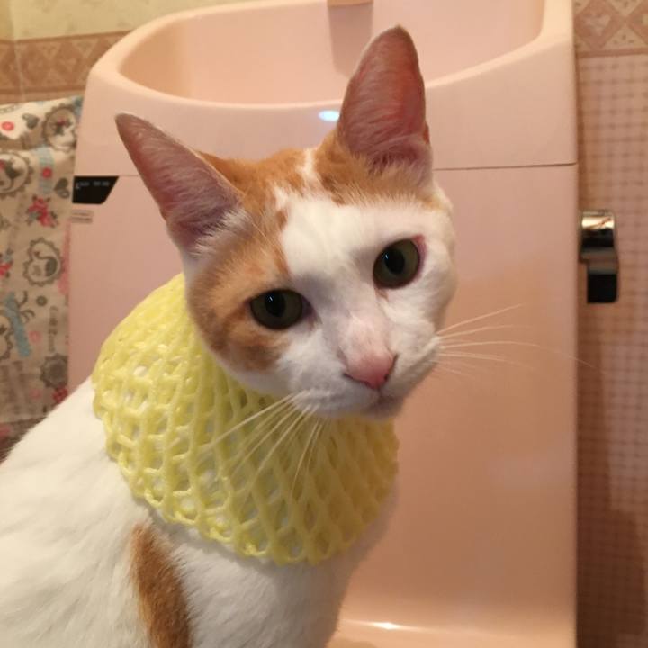 84c354eb c4d0 4ce0 908c 1870d18c646e