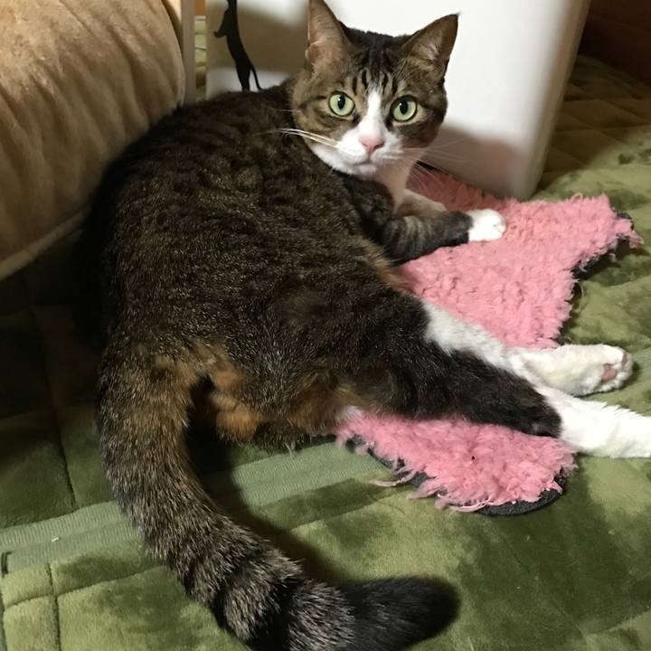 84c4dcc7 1c44 4442 ab9d a7ebaf7767d0